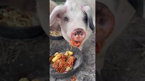 Pigs vs Spaghetti #pigs #pig #pigfarmvideo #spaghetti #hog #hogs #shorts