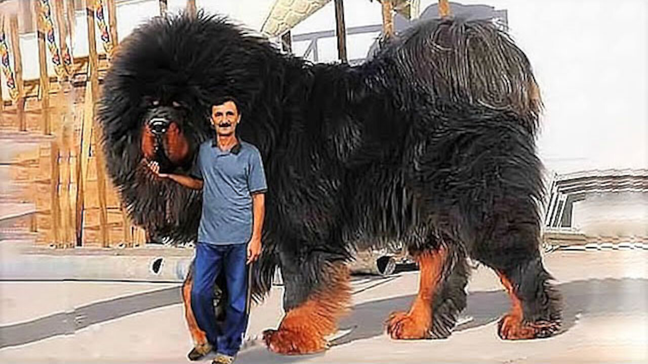 15 Most Expensive Dogs in the World