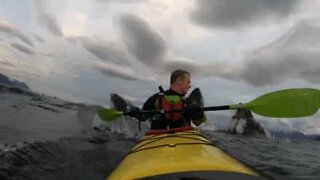 Kayaker surprised by pod of whales