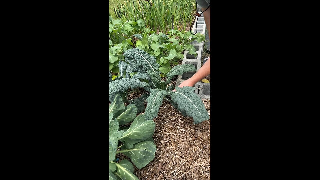 Dino Kale Harvest