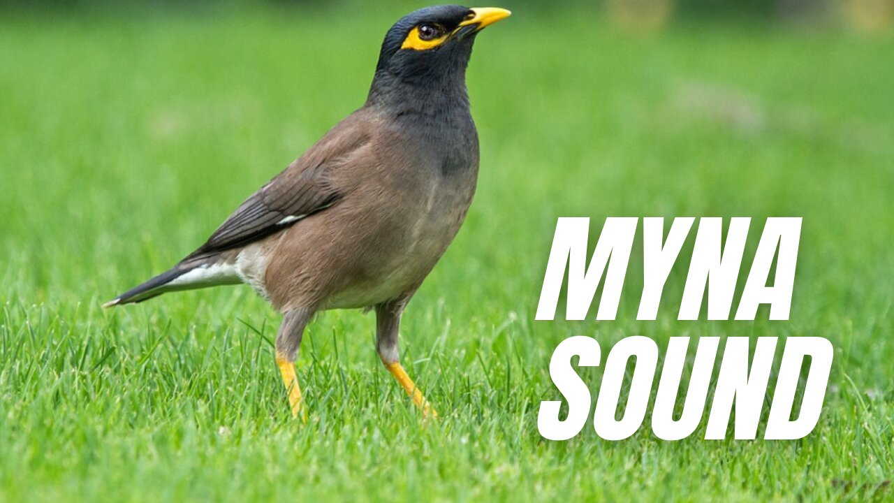 Myna Bird Calling Sound | Myna Sparrow Sound | Kingdom Of Awais