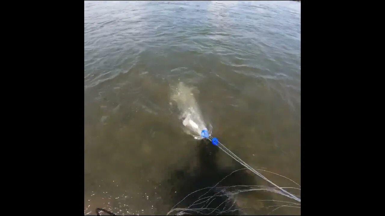 cast netting live shad