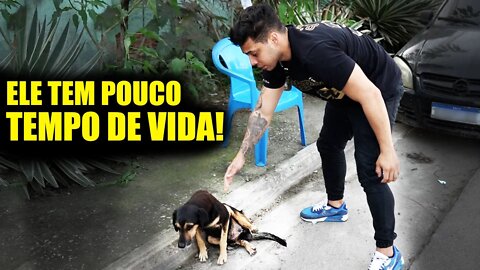 SÓ TEMOS UMA HORA PARA SALVAR CACHORRO ATROPELADO! HOMEM TENTOU FUGIR!