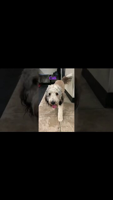 [Shorts 0050] CALI [#dogs #doggos #doggies #puppies #dogdaycare]