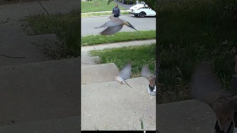 The Doves Fly Off #Shorts 🌞