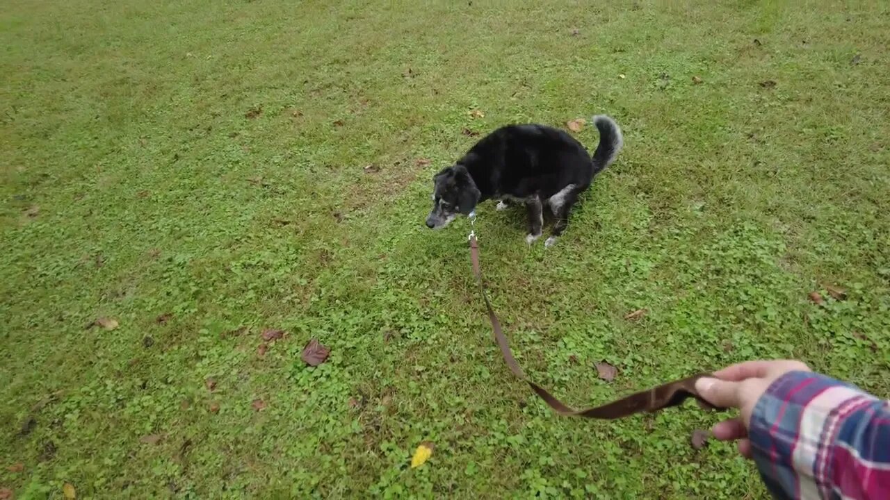 Bruce and Matcha: Two Old Dogs Living Their Best Life on a Tennessee Farm | 4K HD ASMR