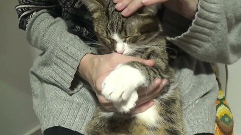 A Very Trusting Cat