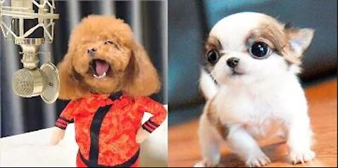 Try not to laugh at this Cutie dogs