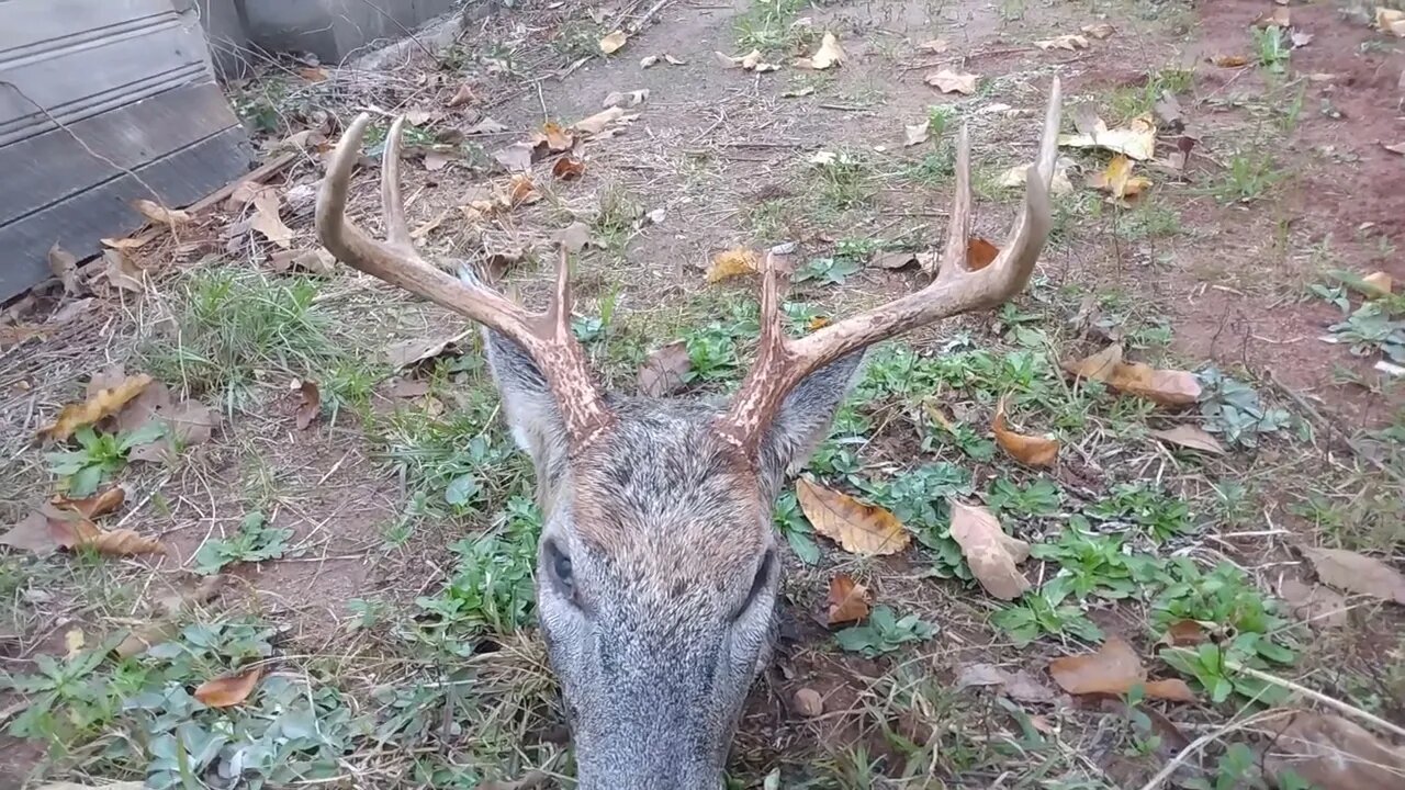 Harvesting Meat. It will be a priority when CHTF. Prepping 2022 2023