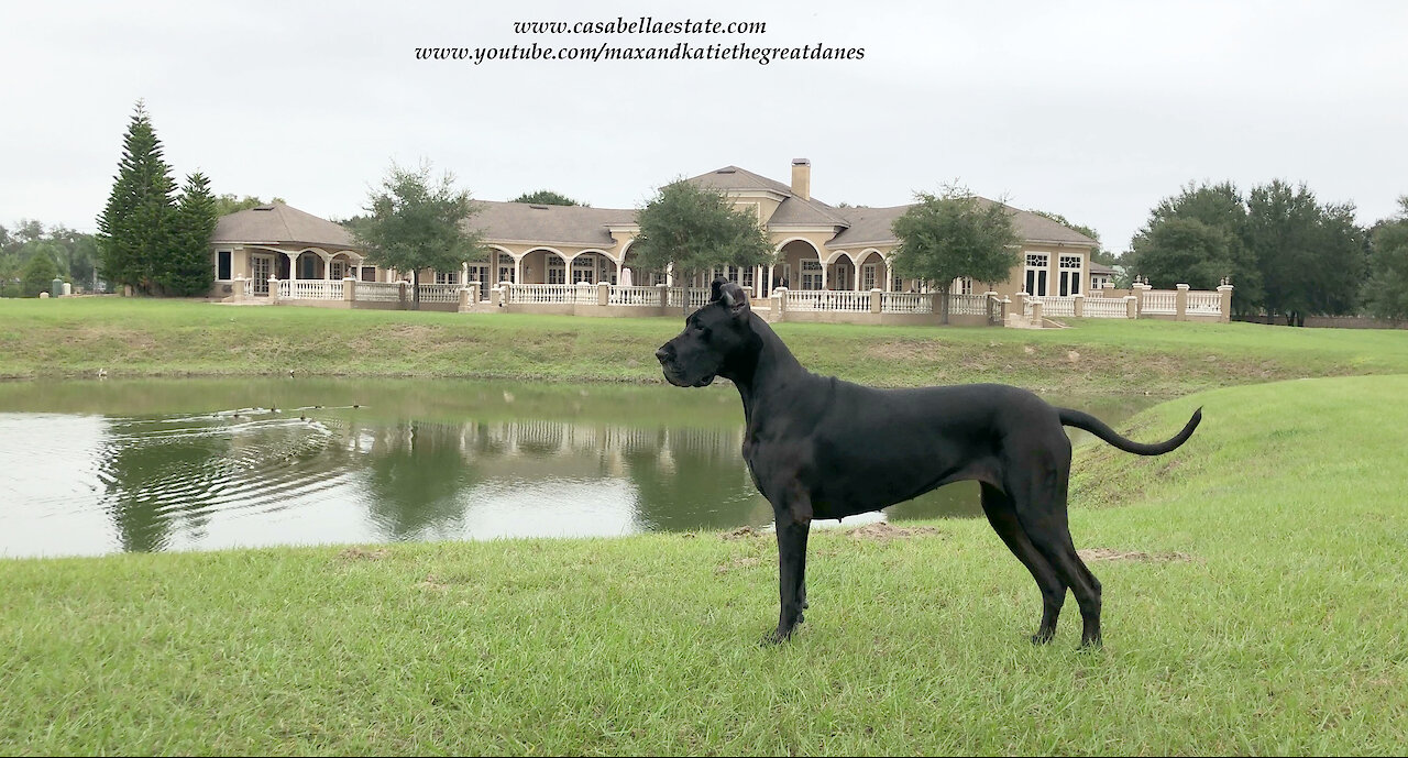 Beautiful Playful Adopted Black Great Dane Was Too Short To Be A Show Dog