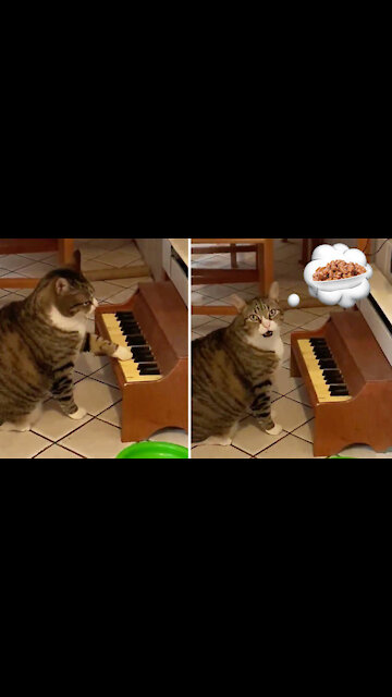 Music loving cat determined to learn how to play piano
