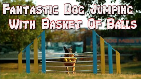 Fantastic Dog Jumping With Basket Of Balls