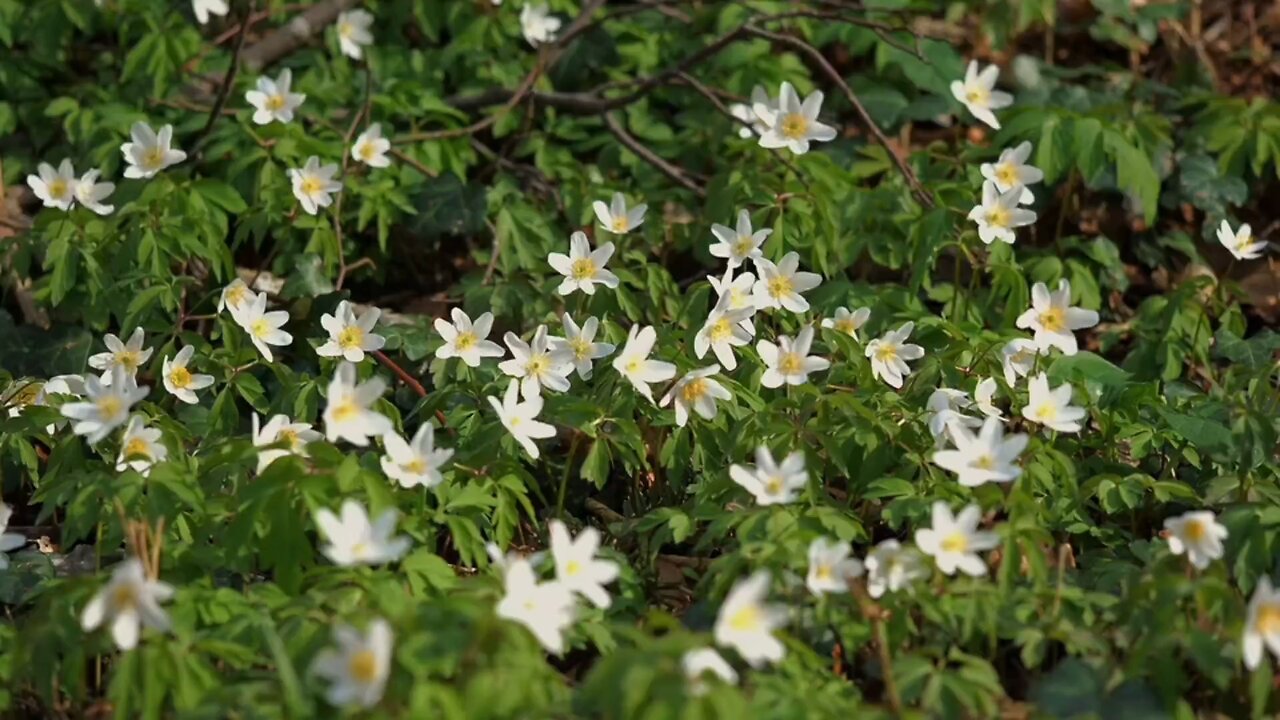 "Wood Anemone: Nature's Springtime Herald"