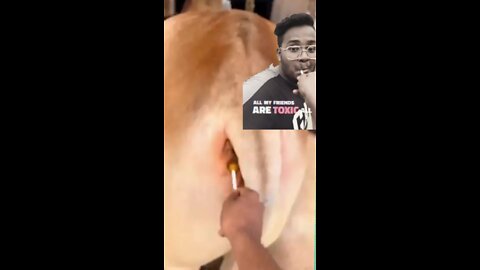 Cows and human lollipops