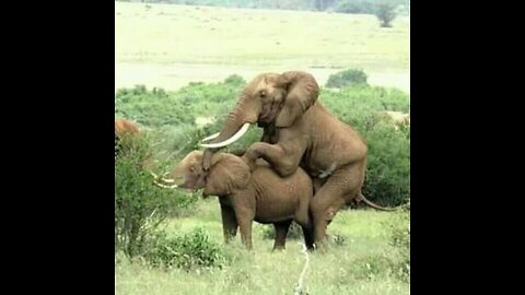 How do elephants mating have you seen ever || Wild Animal