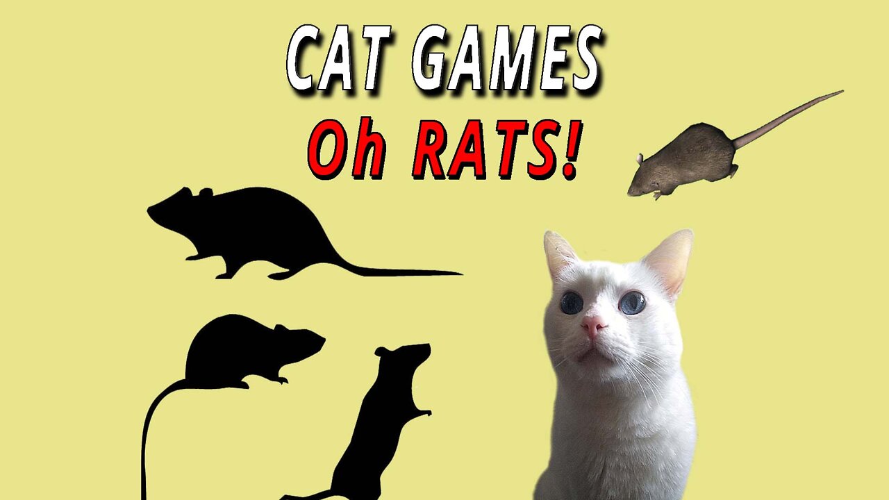 CAT GAMES: Oh Rats!