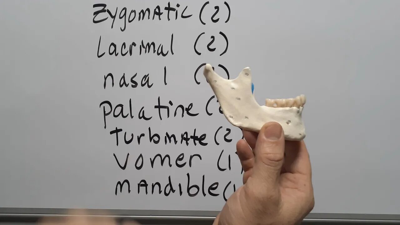 Facial and Jaw Bones