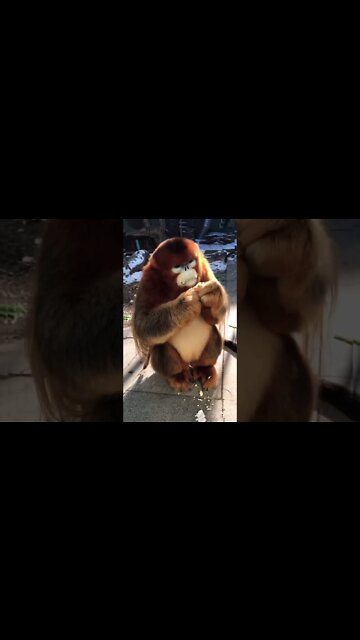 Most Amazing and trending video||relaxing your mind||trendig videos|| #shorts #trending #viral #live