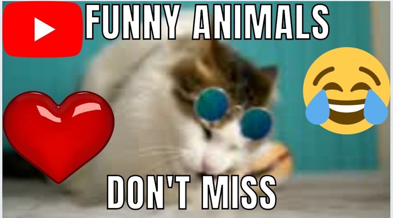 Funniest animals - Best of ever funny Animals video