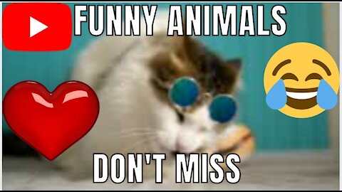 Funniest animals - Best of ever funny Animals video