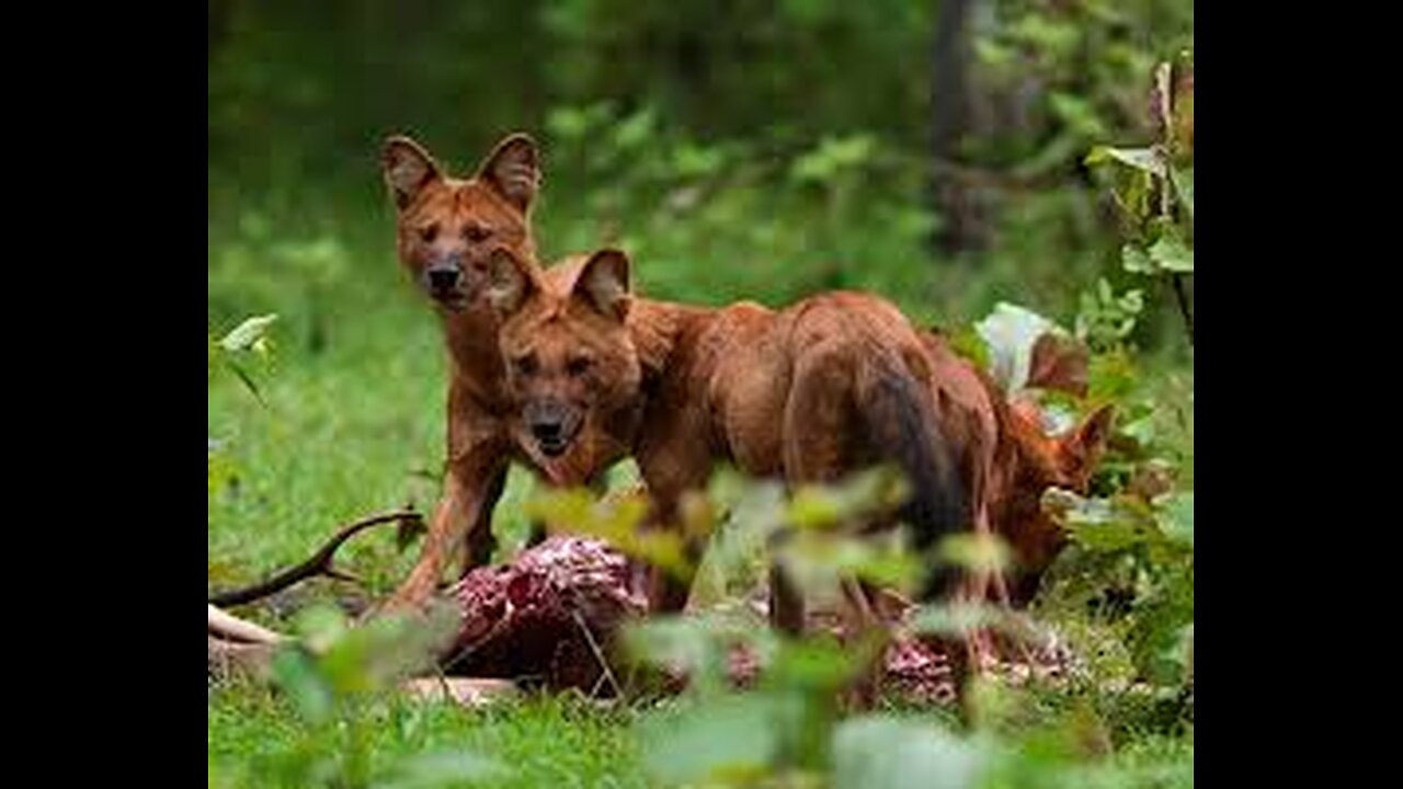 Epic Wildlife Showdown: leopard vs Wild dog