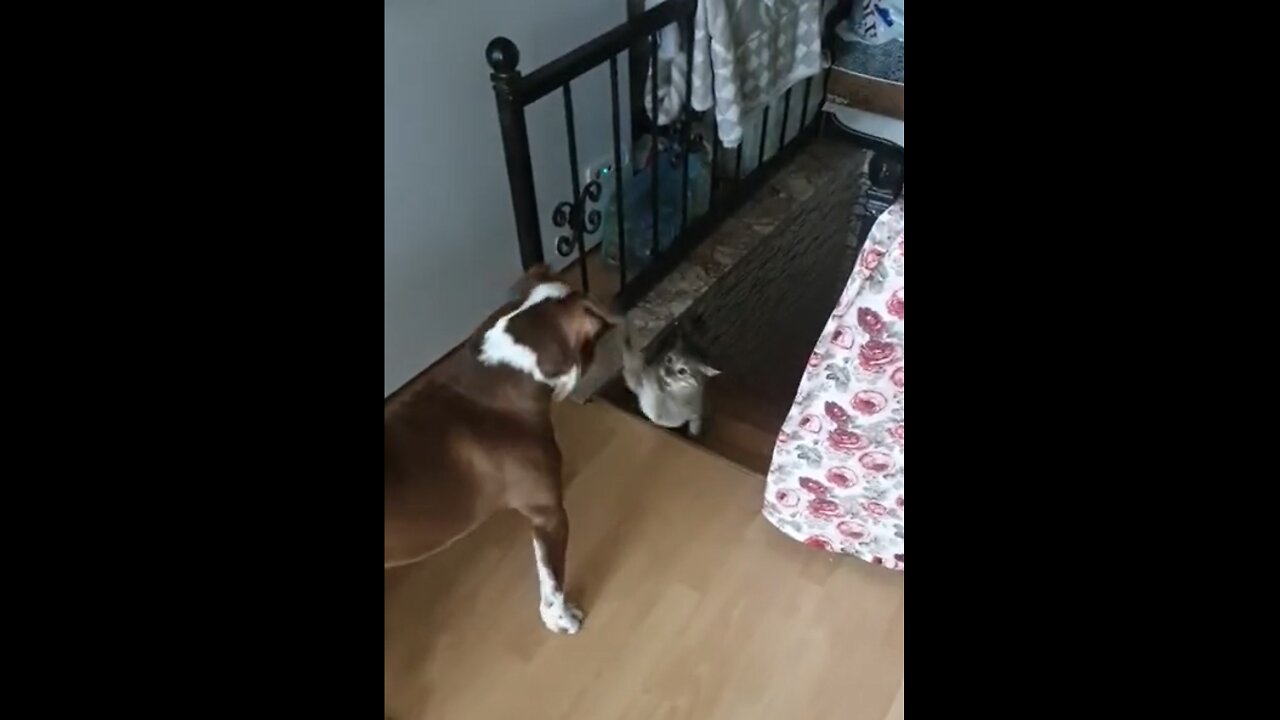 dog vs cat fight 😂😂🤣🤣😉😉🙉🙈🐕‍🦺