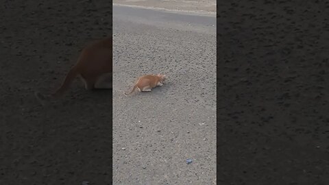 Attack! Cat is focused on target