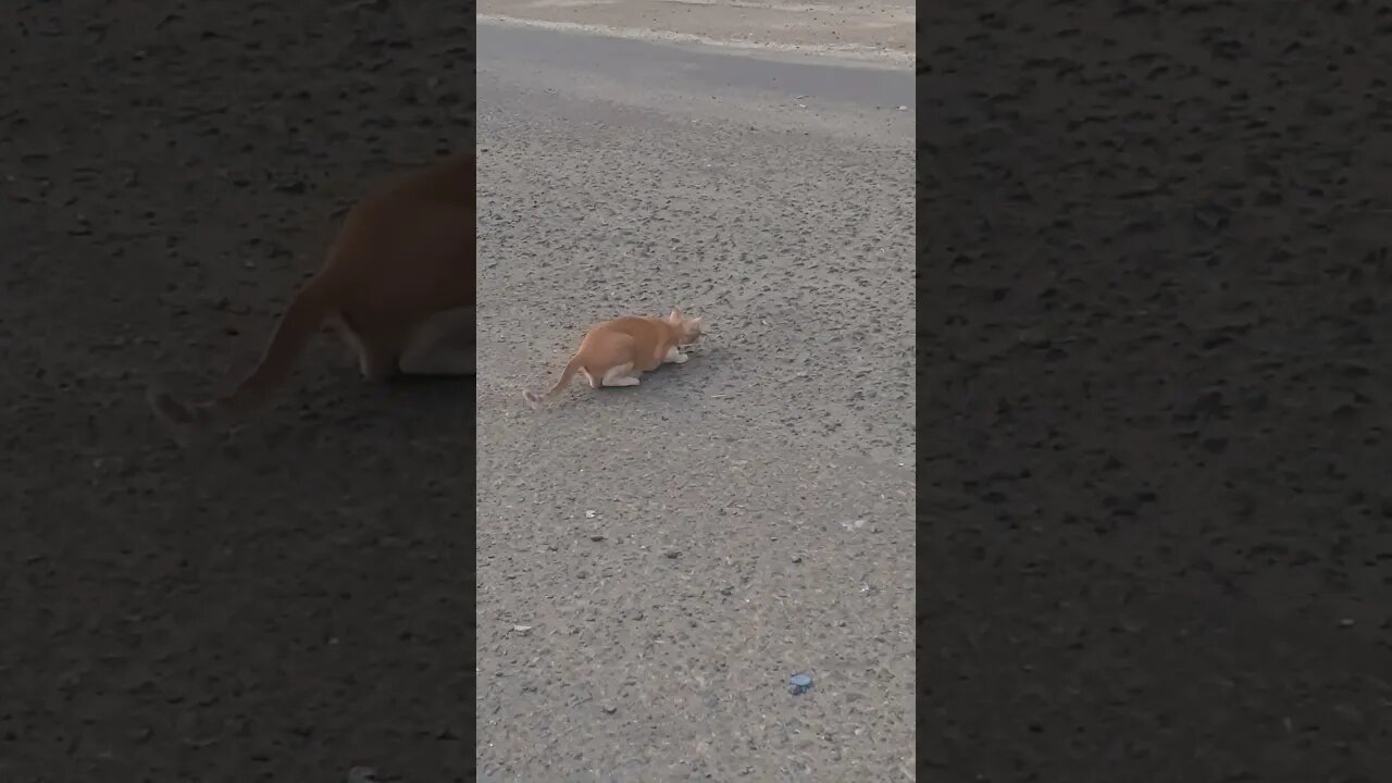 Attack! Cat is focused on target