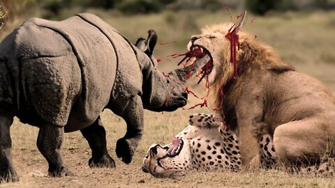 The brutual fight between animals