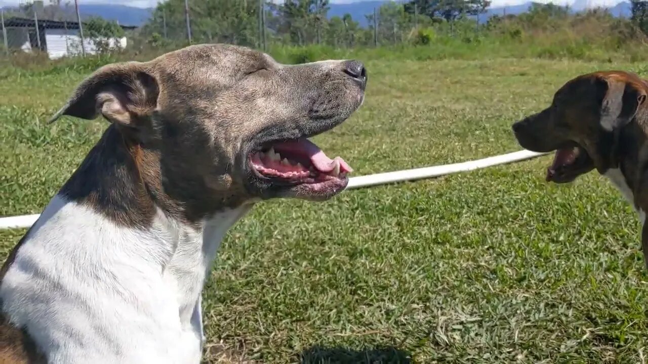 A Pack, a Chat, and Some Dog Trivia
