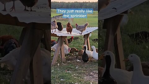 obsessed with the sprinkler #video #chickens #duck #turkey #shorts #farmlife #homestead #farm