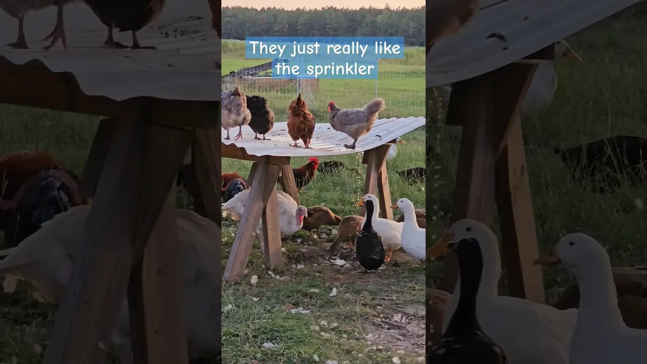 obsessed with the sprinkler #video #chickens #duck #turkey #shorts #farmlife #homestead #farm