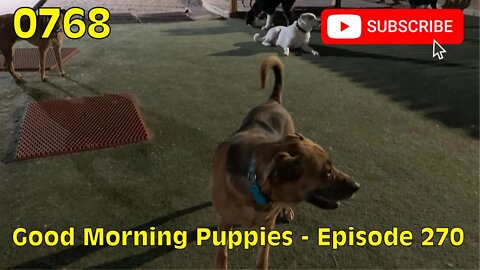 [0768] GOOD MORNING PUPPIES - EPISODE 270 [#dogs #doggos #doggies #puppies #dogdaycare]