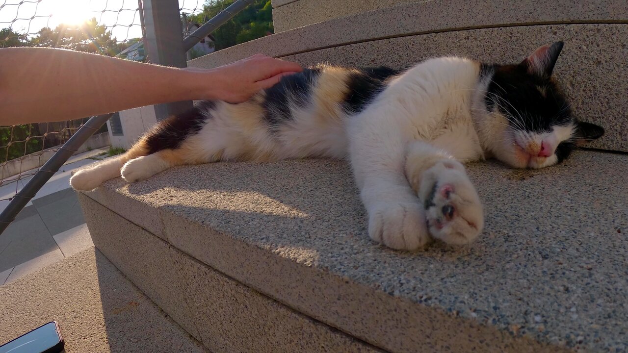 Heartbreaking: Who Would Abandon This Beautiful Calico?