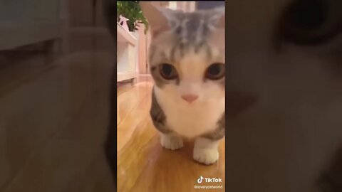 More Cute Animals for When You are Stressed