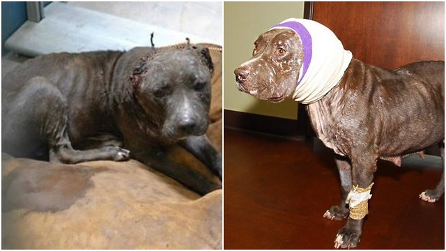 You will be amazed at this rescued dog transformation