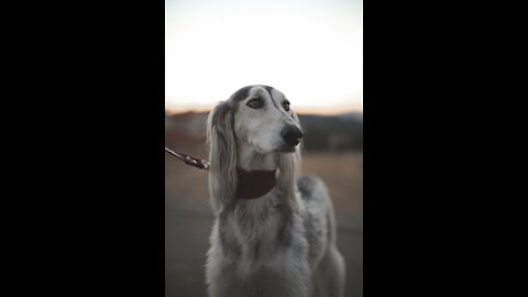 Protective dogs are being trained to bark at strangers in public.