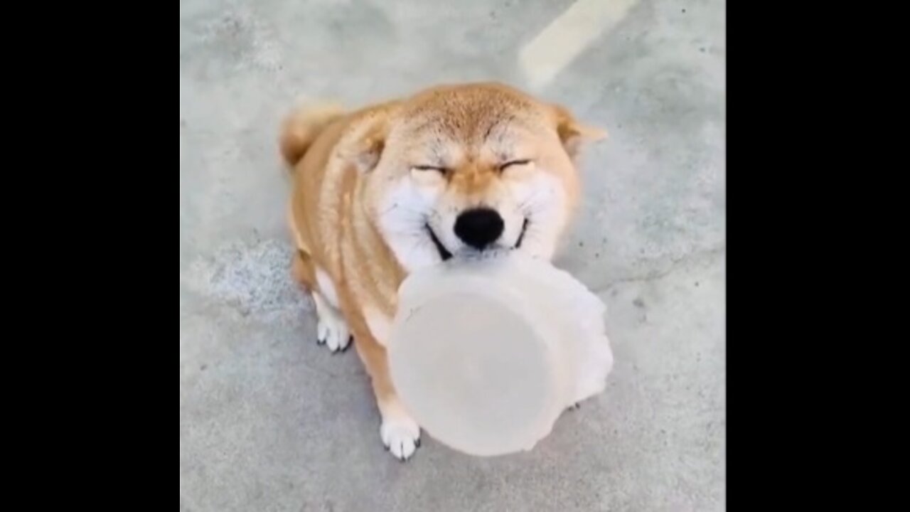 Funny Dog Video 😺 Dont Laugh !