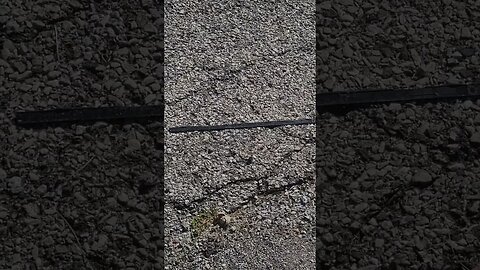 thin black line #shorts