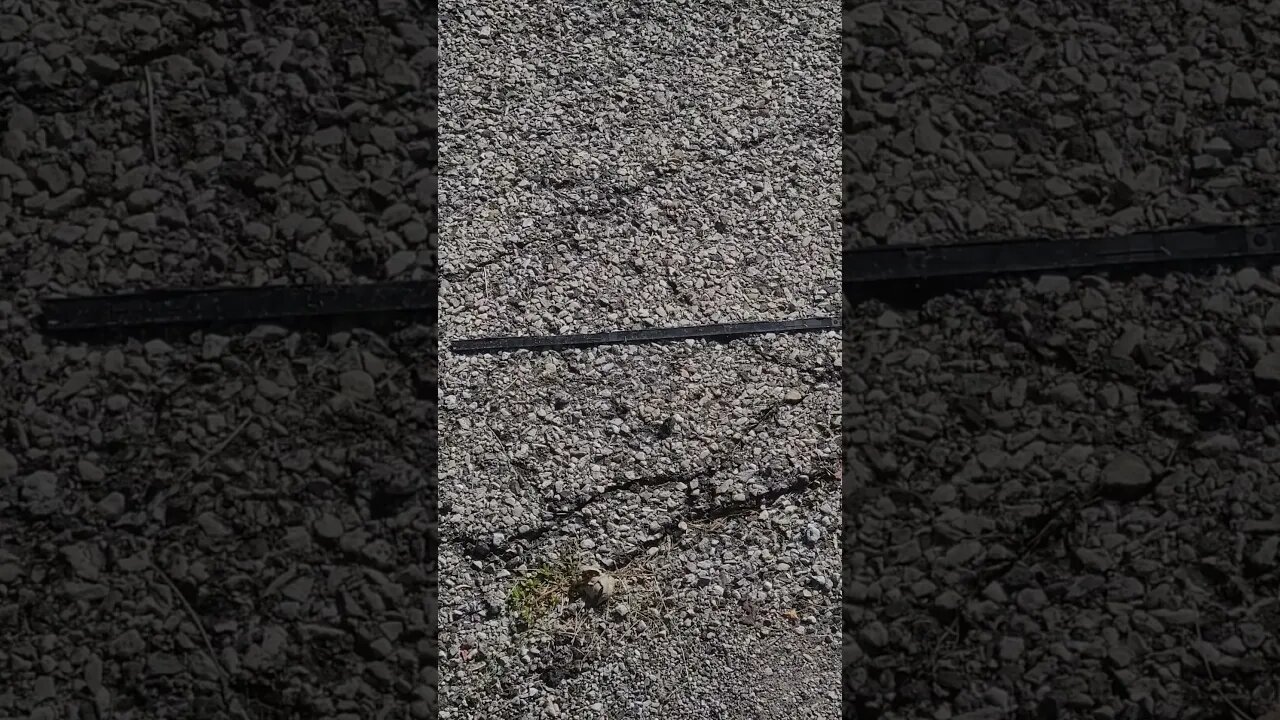 thin black line #shorts