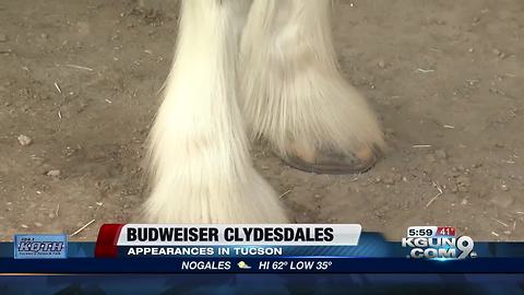 Clydesdales in Tucson for Rillito Race Track's 75th anniversary