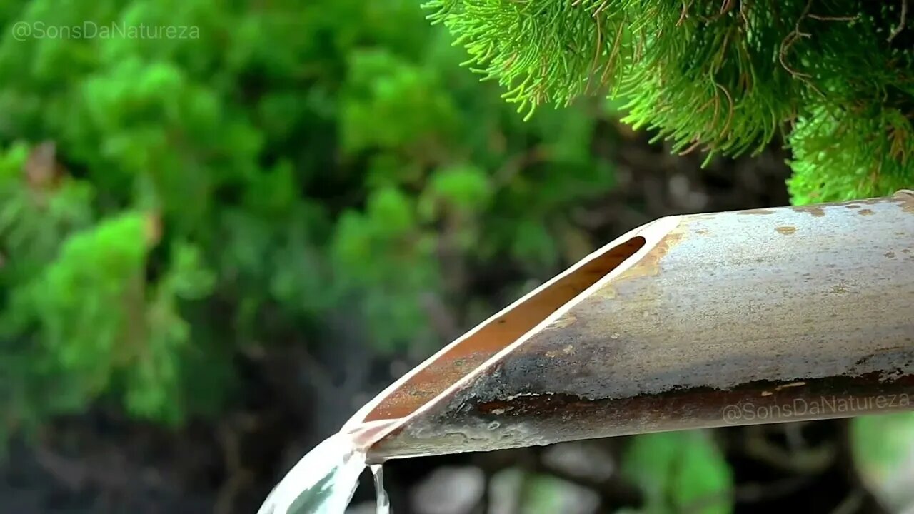 Som de Água Corrente e Pássaros para Dormir Relaxar Estudar - Barulho de Água Bambú