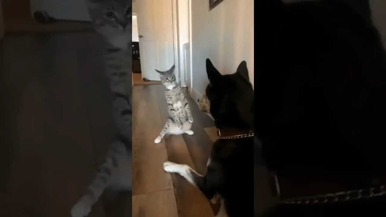 Cat vs. Dog funny animals