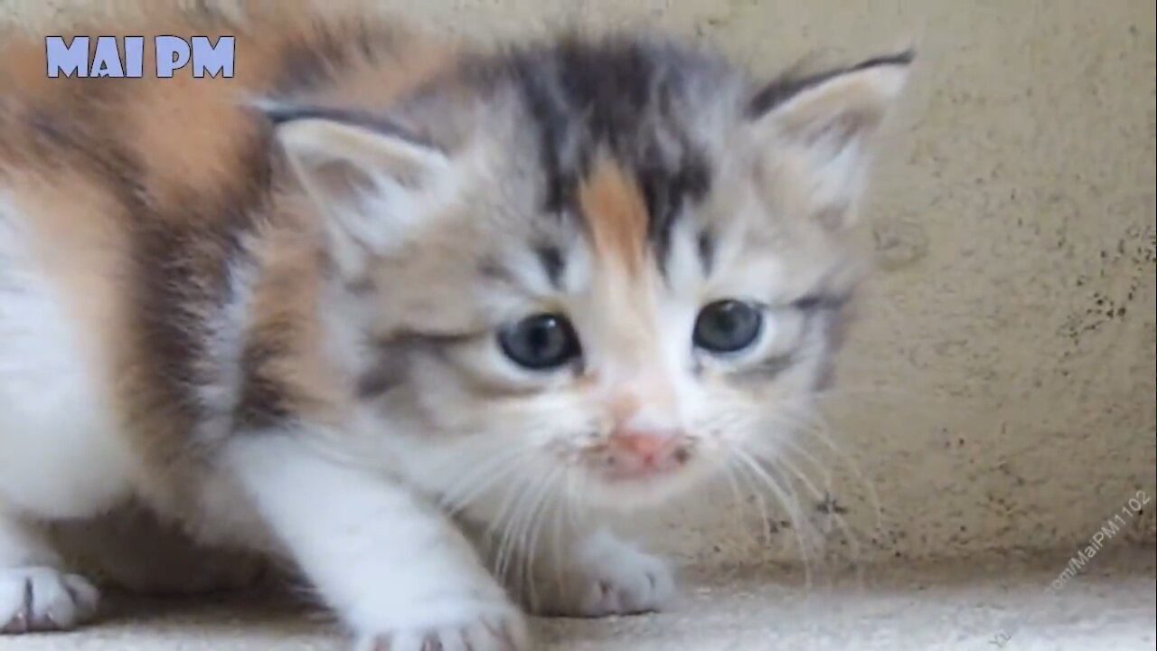 Baby Cute cats meowing. Look that face