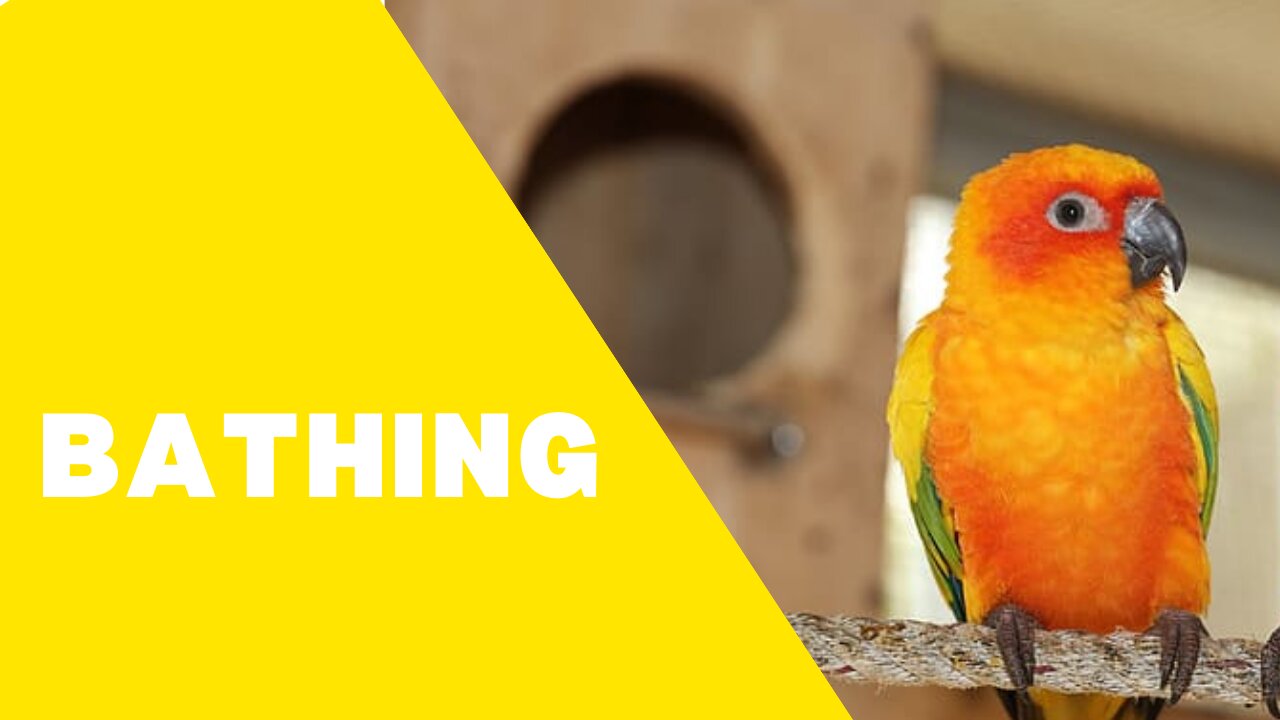 Parrot taking its daily bath