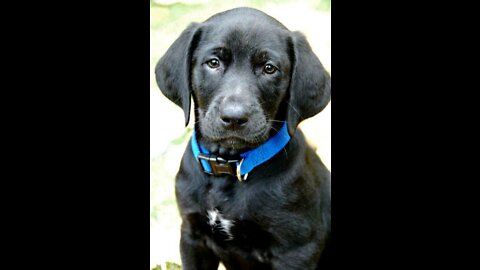 How To Make Dog Become Fully Aggressive With Few Simple Tips