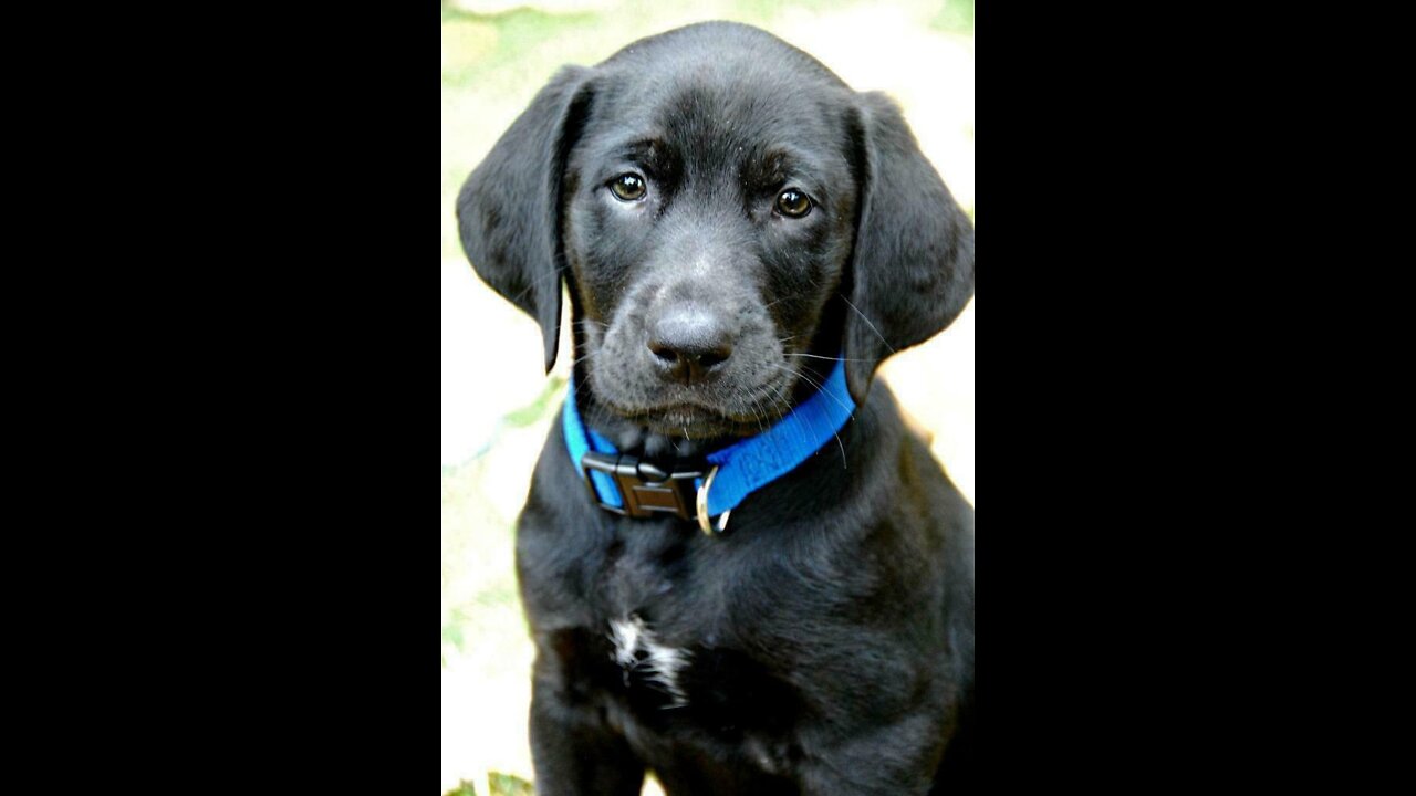 How To Make Dog Become Fully Aggressive With Few Simple Tips