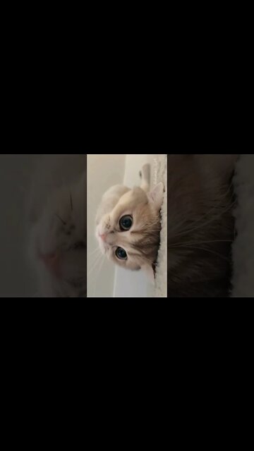 C U T E C A T #shorts