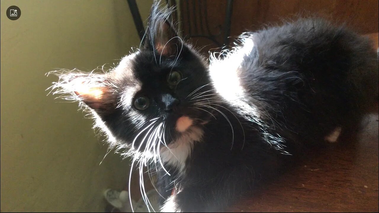Hanging out with a Kitten