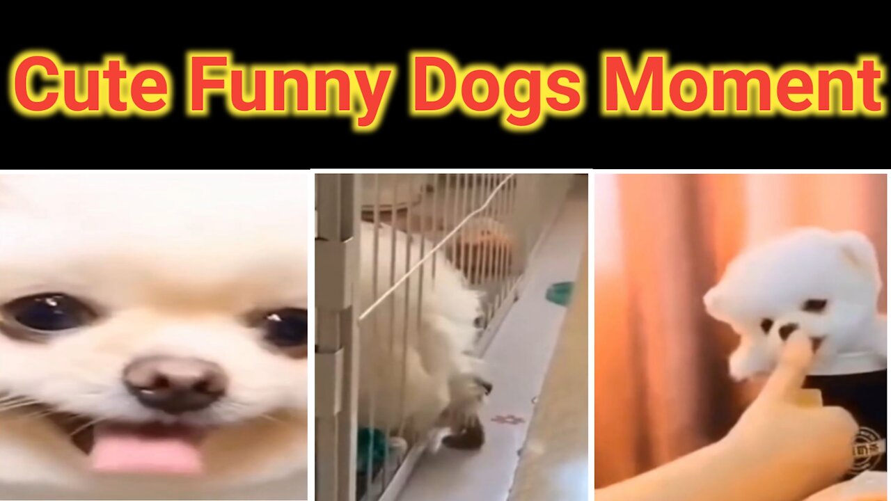 Cute Funny Dogs Movment